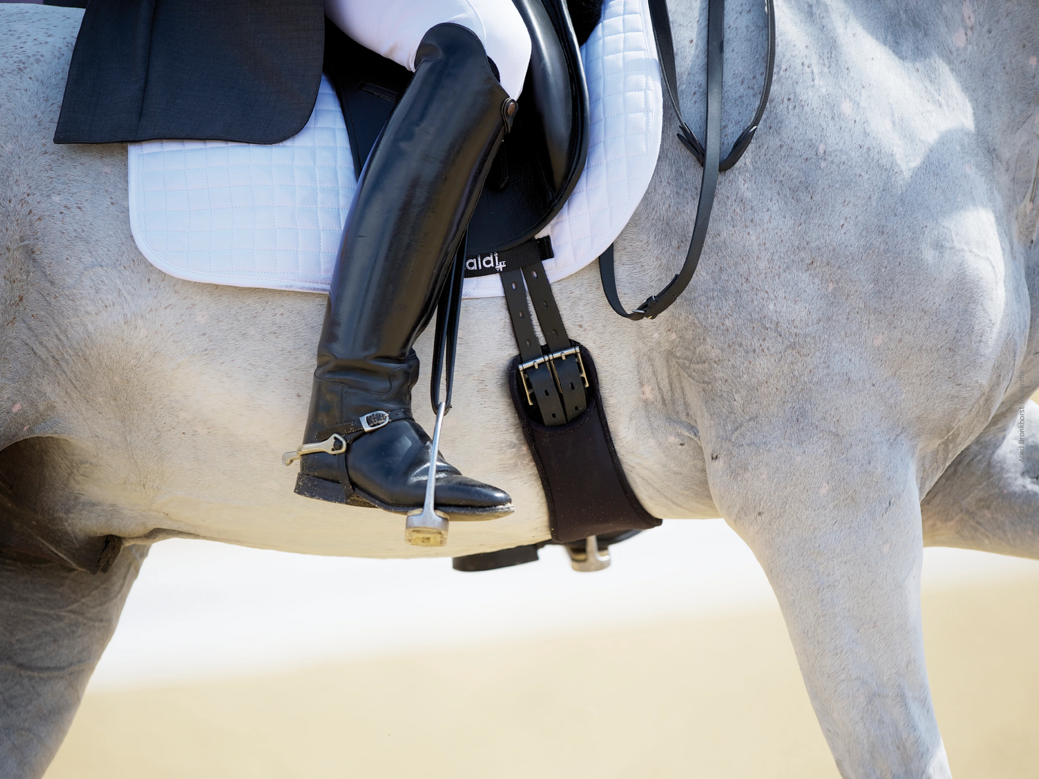 Veterinary Sport Horse Congress